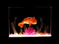 4x6 Clownfish - $45