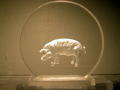 MC Pig - $25