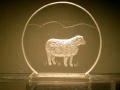 MC Sheep - $25